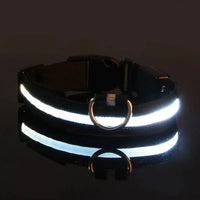 Collier lumineux pour chien