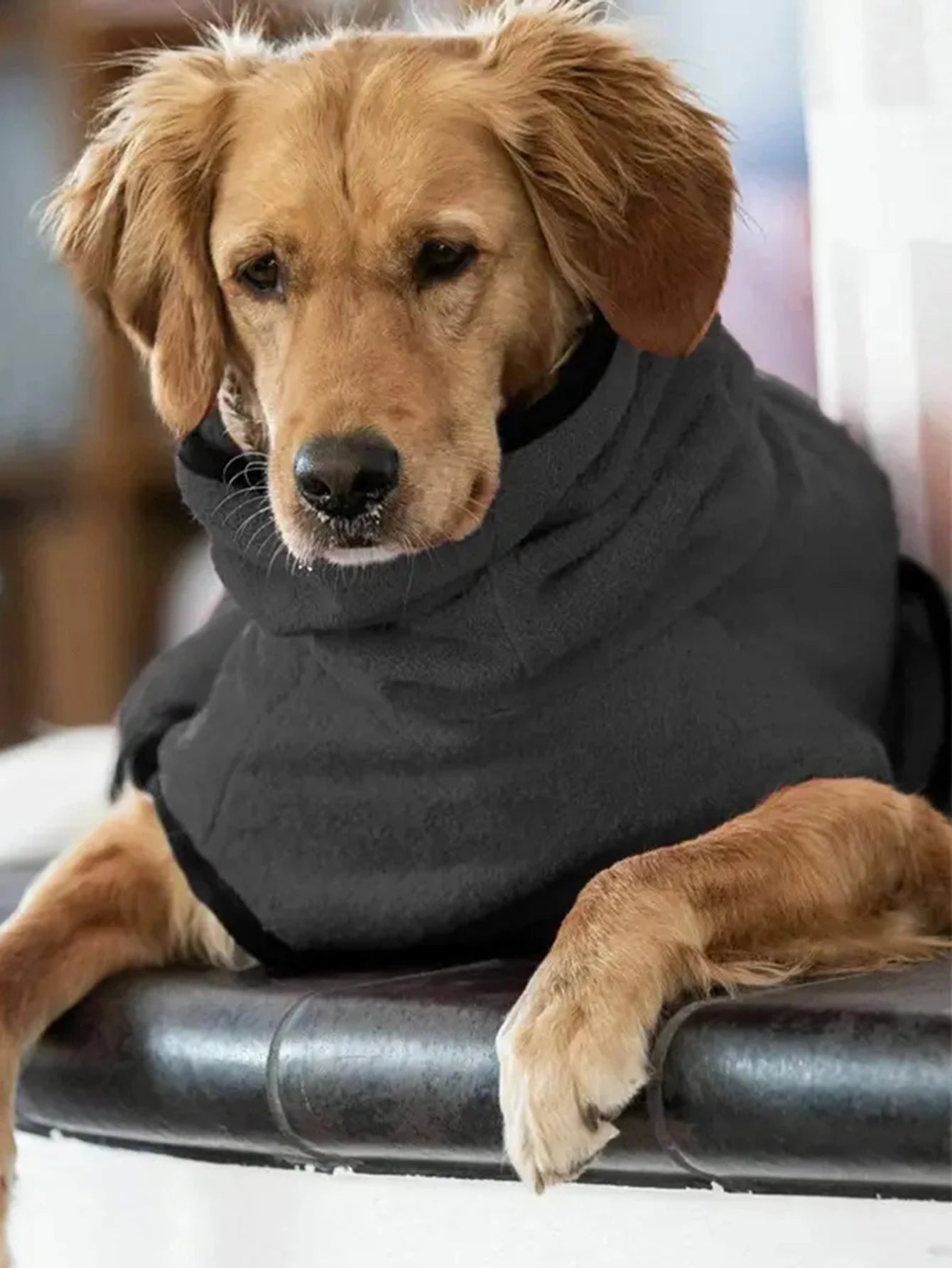 Manteau á capuche Chien
