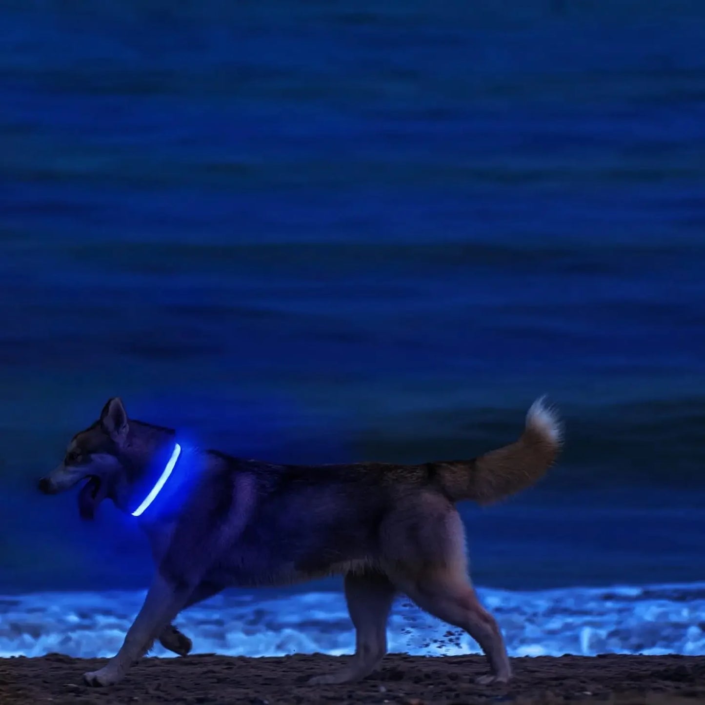Collier lumineux pour chien